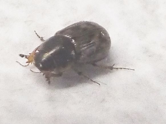 Nimbus johnsoni  (Aphodiidae)